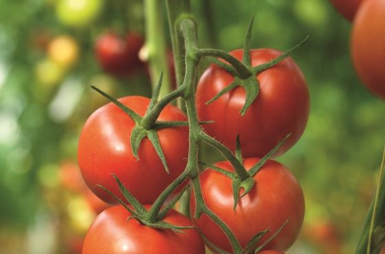 番茄种植过程中要遵守哪些卫生规程？